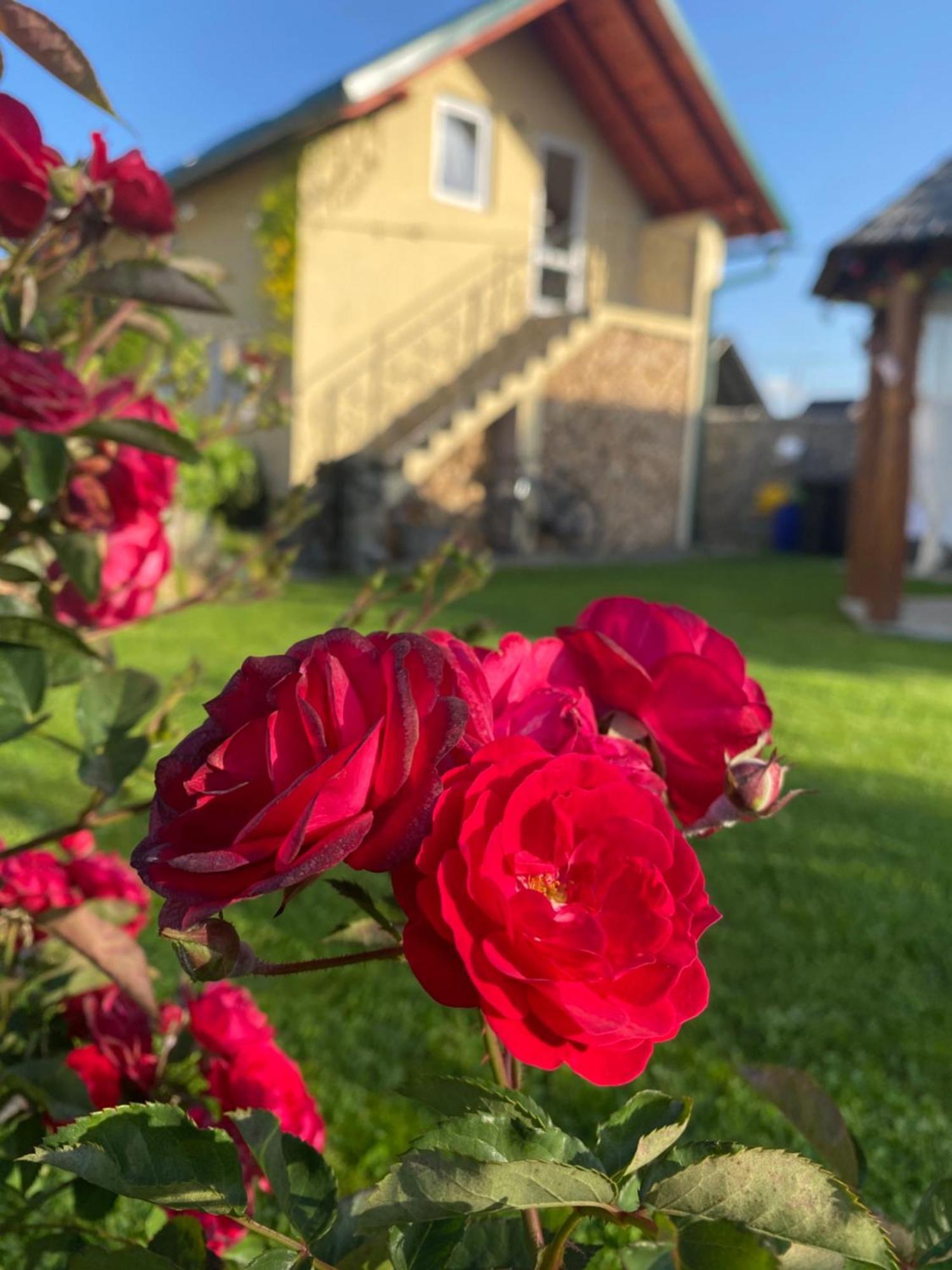 Casa Moldovan Ocna Sugatag Ngoại thất bức ảnh